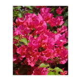 Pink Bougainvillea Flowers (Print Only) thumbnail
