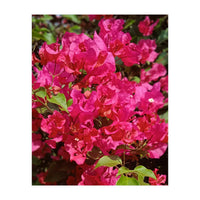 Pink Bougainvillea Flowers (Print Only)