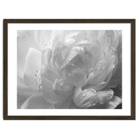 Ethereal Monochromatic Peony Petal Macro