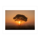 Tree at sunrise (Print Only) thumbnail