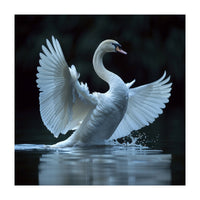 Majestic White Swan Spreading Wings On Water (Print Only)