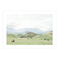 Relaxing horses on a sunny day calm field - Iceland (Print Only)