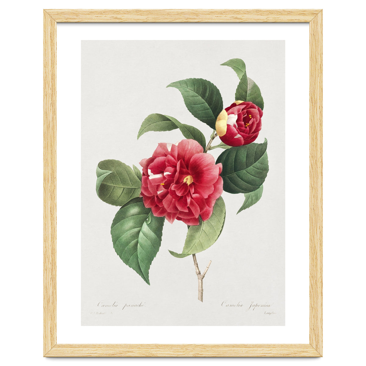 Pierre-Joseph Redouté – Finest Flowers and Fruits (1833)