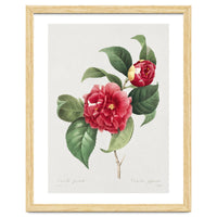 Pierre-Joseph Redouté – Finest Flowers and Fruits (1833)