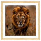 Majestic Lion King Of The Savannah In Dry Grass thumbnail