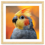 Cockatiel Parrot Close Up thumbnail