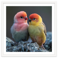 Pair Of Lovebirds Sitting On Rocks