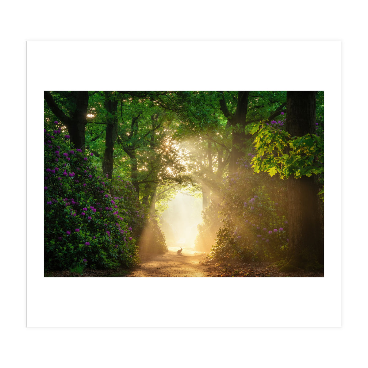 Hare in paradise (Print Only)