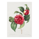 Pierre-Joseph Redouté – Finest Flowers and Fruits (1833) (Print Only) thumbnail