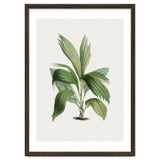 Areca Palm (Hand Drawn Botanical Illustration) thumbnail