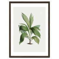 Areca Palm (Hand Drawn Botanical Illustration)