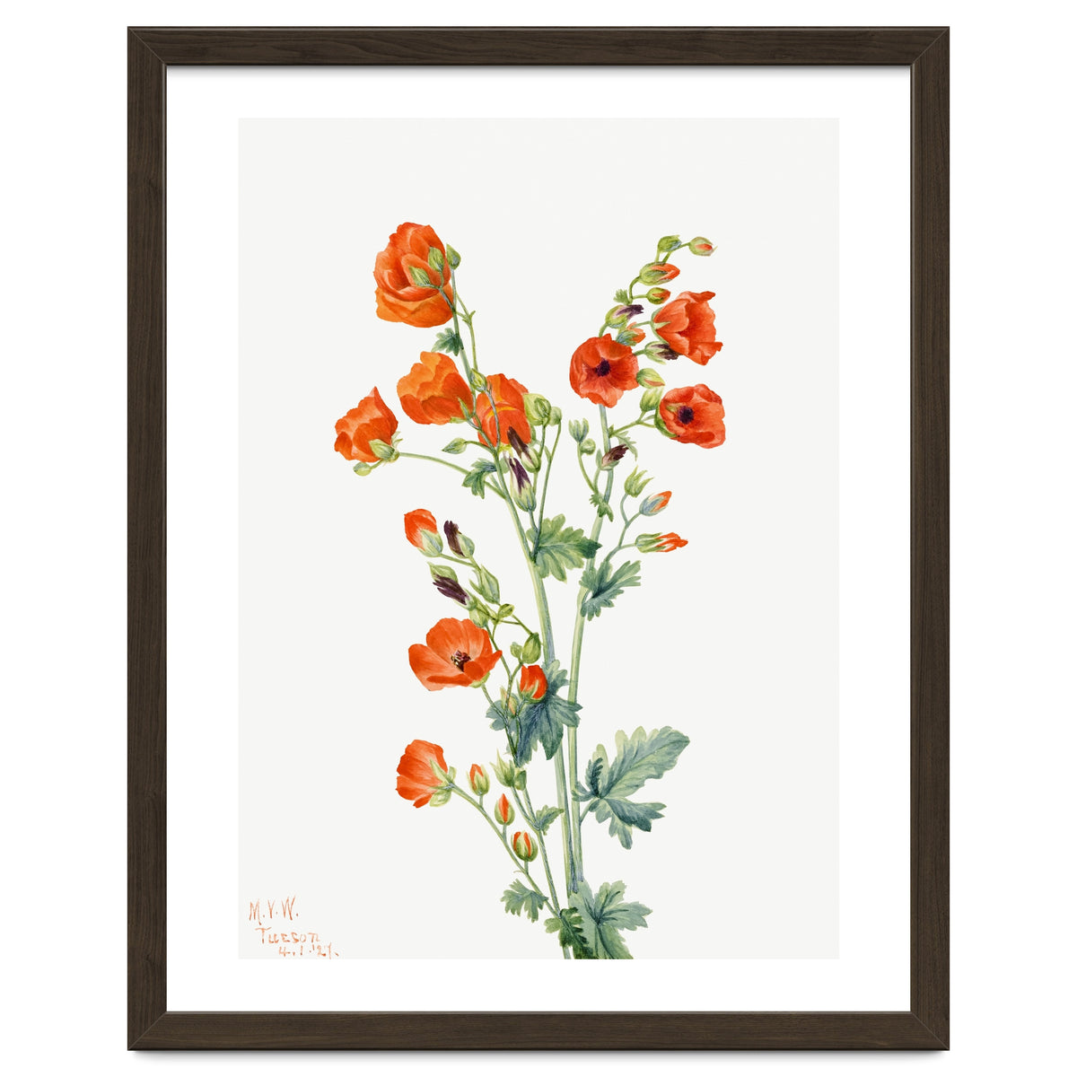 Mary Vaux Walcott – Scarlet Globe Mallow (Sphaeralcea grossulariaefolia) (1927)