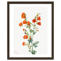 Mary Vaux Walcott – Scarlet Globe Mallow (Sphaeralcea grossulariaefolia) (1927)