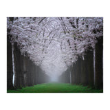 Cherry trees in the fog (Print Only) thumbnail
