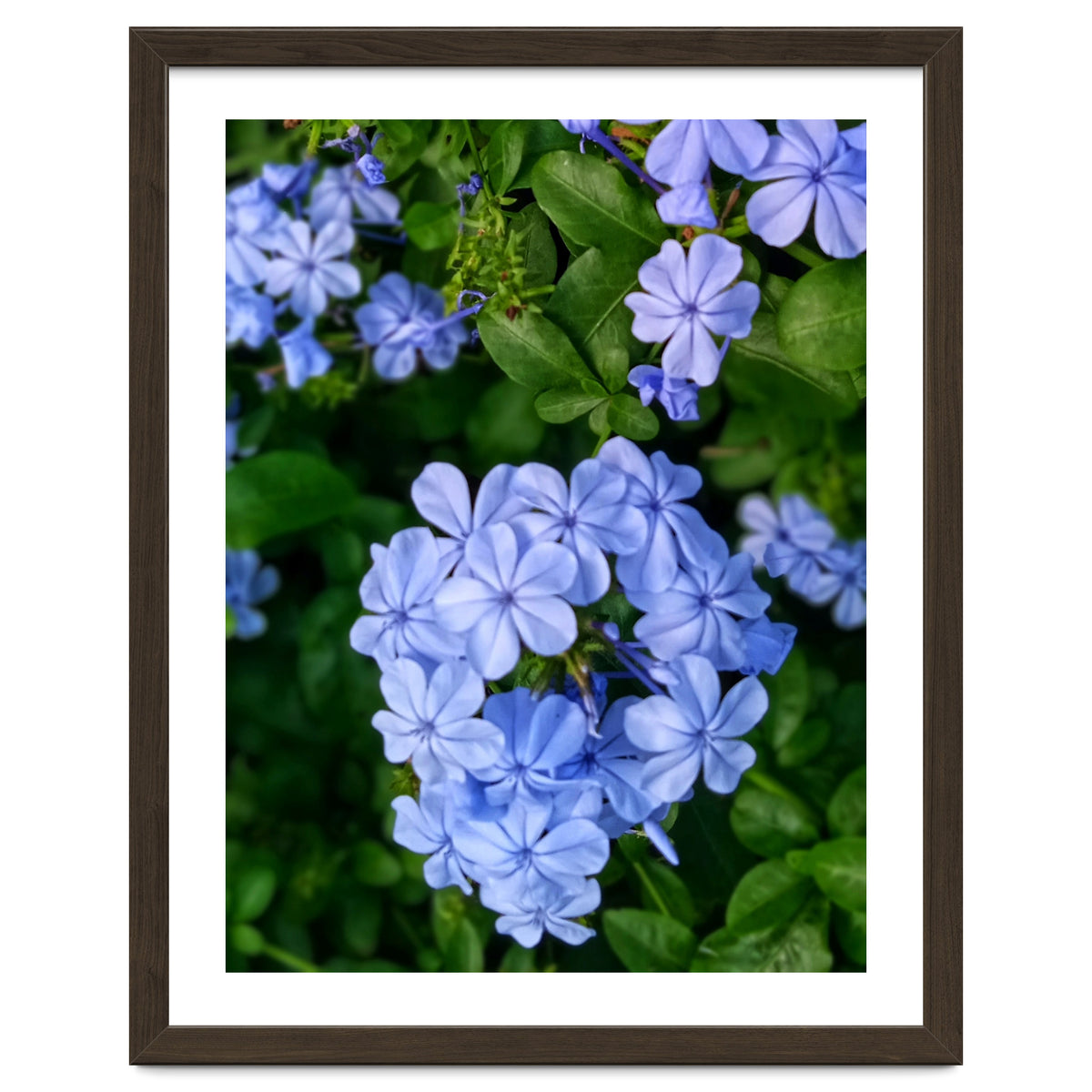 Blue Plambago Flowers