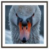 Close Up Of A Swan's Face With Water Droplets thumbnail