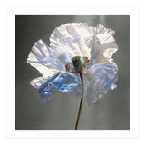 Shirley Poppy | Morning Silk (Print Only) thumbnail