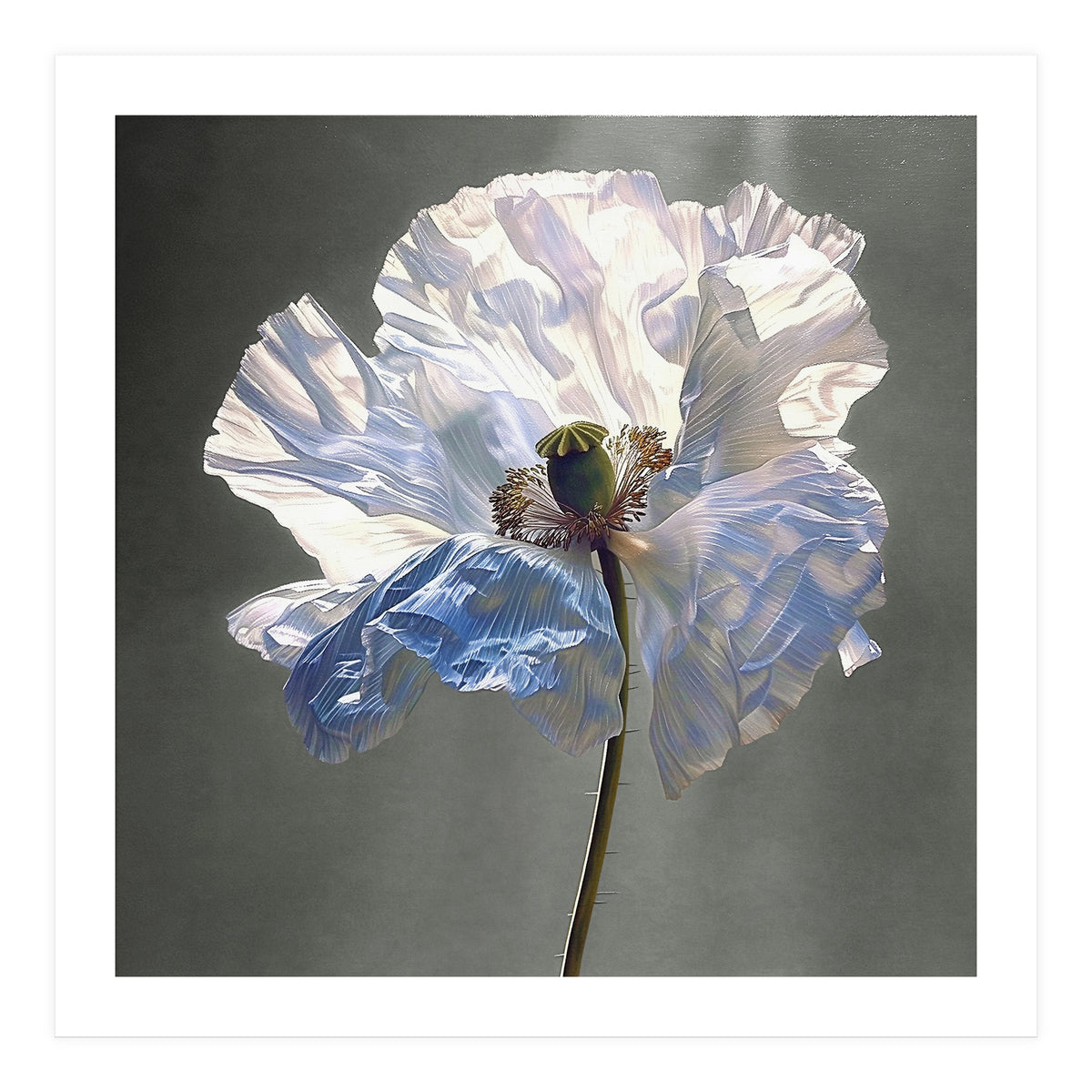Shirley Poppy | Morning Silk (Print Only)
