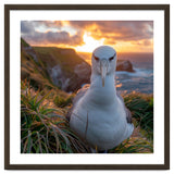 Albatross Bird On Grassy Cliff At Sunset thumbnail