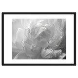 Ethereal Monochromatic Peony Petal Macro thumbnail