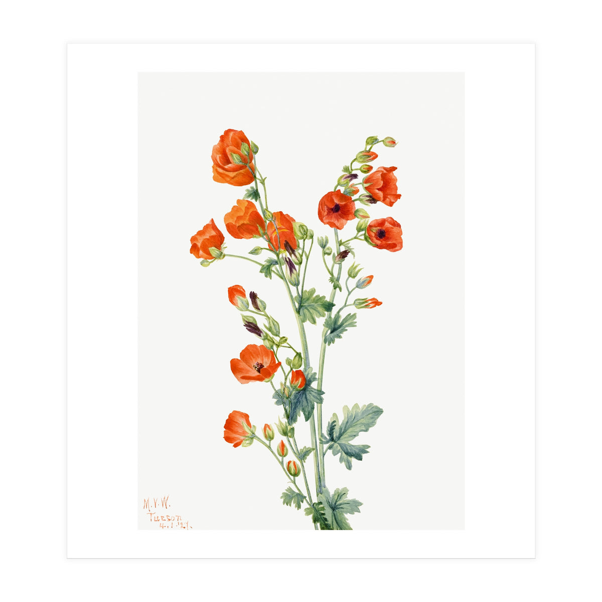Mary Vaux Walcott – Scarlet Globe Mallow (Sphaeralcea grossulariaefolia) (1927) (Print Only)
