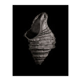 Shells No 2 (Print Only) thumbnail