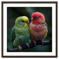 Two Lovebirds Sitting Together On A Branch