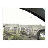 LIVING TOGETHER - WHITE COWS FAMILY (Print Only) thumbnail
