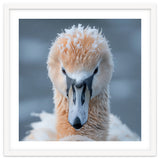 Majestic Swan Covered In Frost And Snow thumbnail