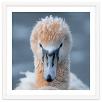 Majestic Swan Covered In Frost And Snow