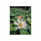 Hylas (Print Only) thumbnail