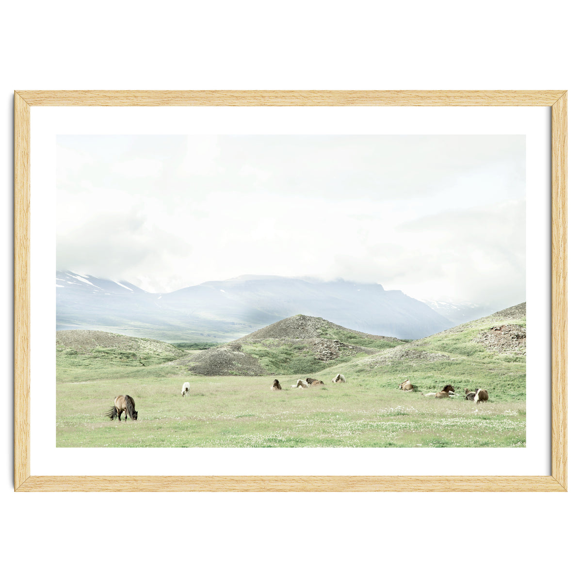 Relaxing horses on a sunny day calm field - Iceland