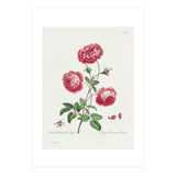 John Edwards – Larger Provence Rose (1770–1775) (Print Only) thumbnail