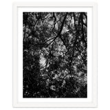 Tree From Below Black Silhouette thumbnail