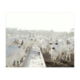 LIVING TOGETHER - WHITE COWS FAMILY (Print Only) thumbnail