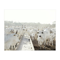 LIVING TOGETHER - WHITE COWS FAMILY (Print Only)