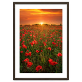 Poppies At Sunset thumbnail