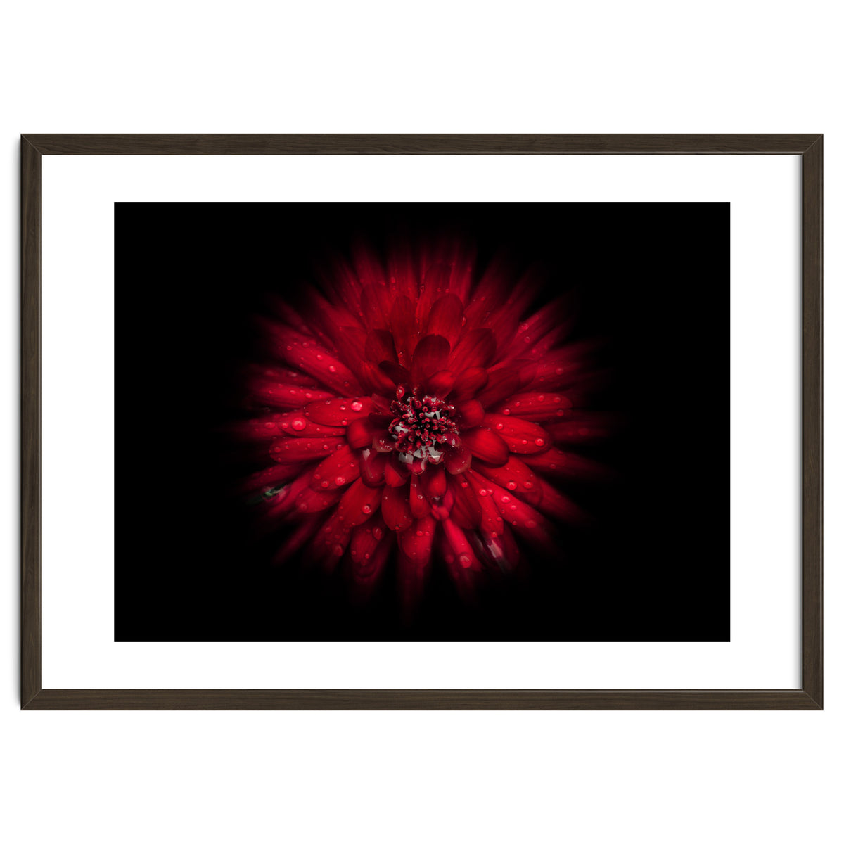 Backyard Flowers No 45 Color Flow Version