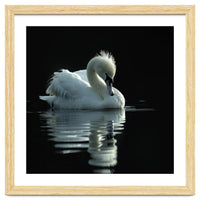White Swan Gracefully Swimming In Dark Water