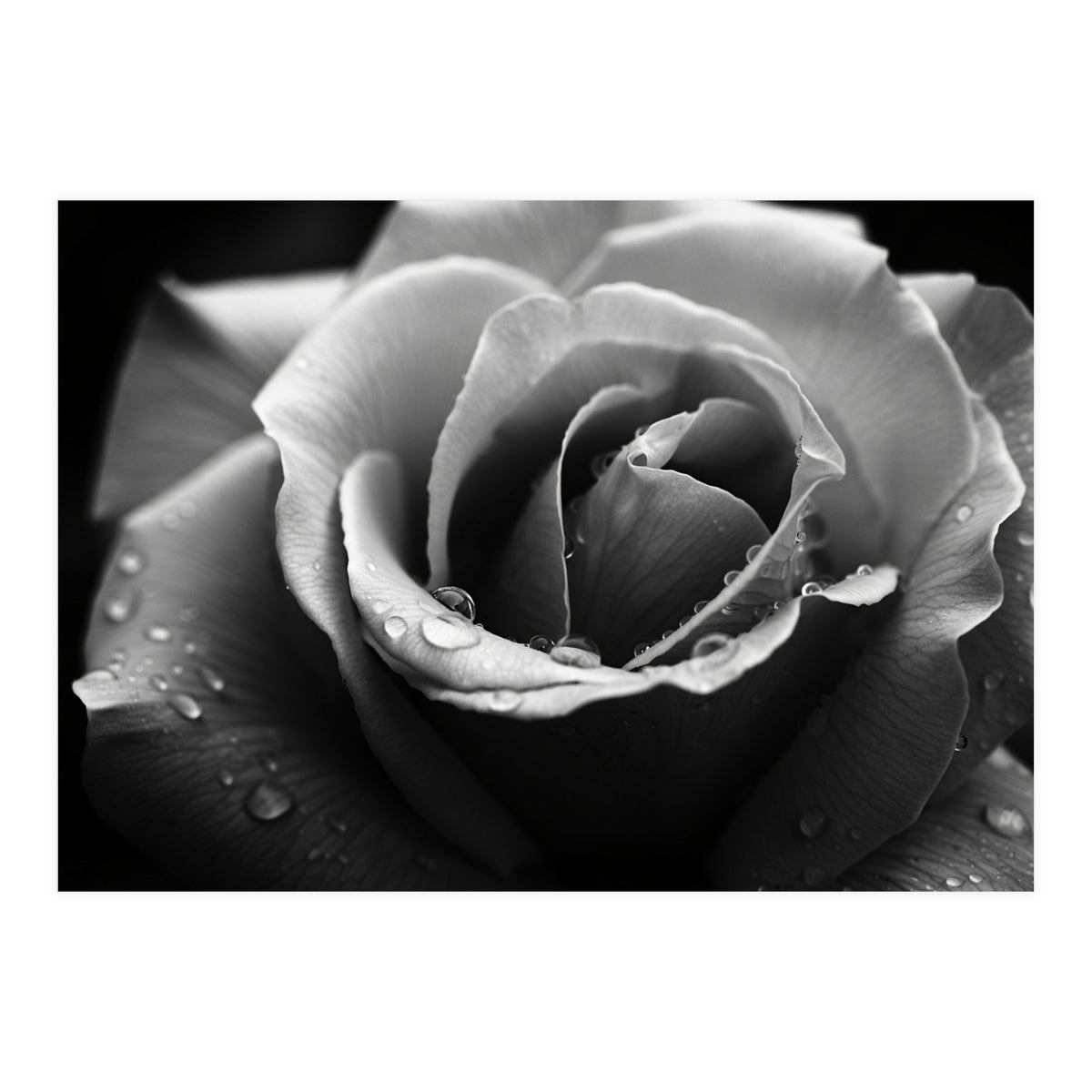 Ethereal Monochromatic Rose Petal Macro (Print Only)