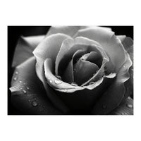 Ethereal Monochromatic Rose Petal Macro (Print Only)