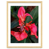 Red Indian Shot Flower thumbnail