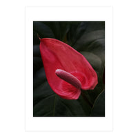 Red Anthurium Flower (Print Only)
