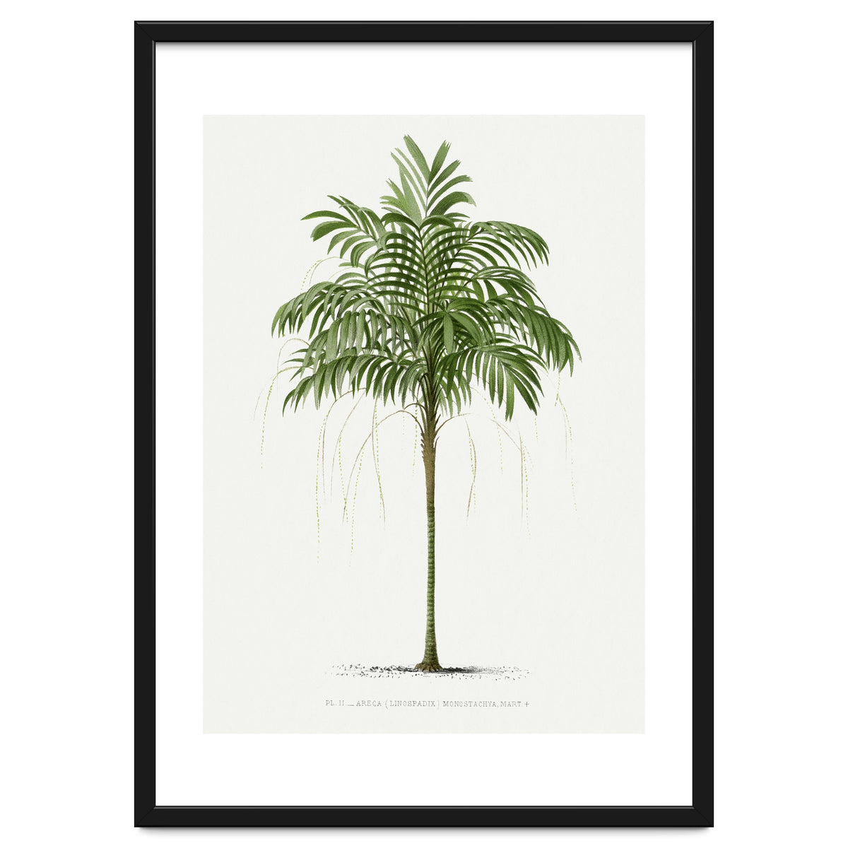 Oswald de Kerchove de Denterghem – Vintage Palm Tree Illustration (1878)