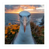 Albatross Bird With Intense Gaze By The Sea (Print Only)