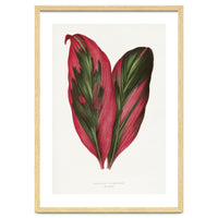 Alexander Francis Lydon & Benjamin Fawsett – Pink Dracaena Terminalis Leaf (1865)