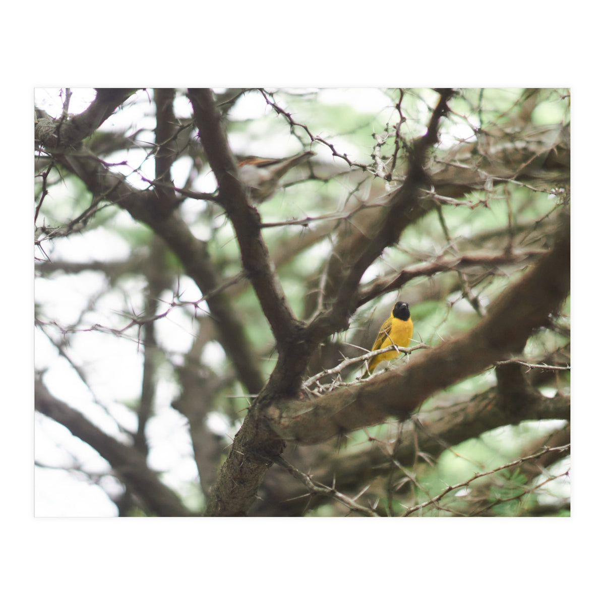 Mini sun (Print Only)