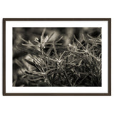 Rosemary Plant thumbnail