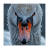 Close Up Of A Swan's Face With Water Droplets (Print Only) thumbnail