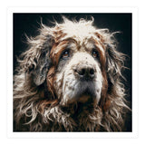 Old Dog 01 (Print Only) thumbnail